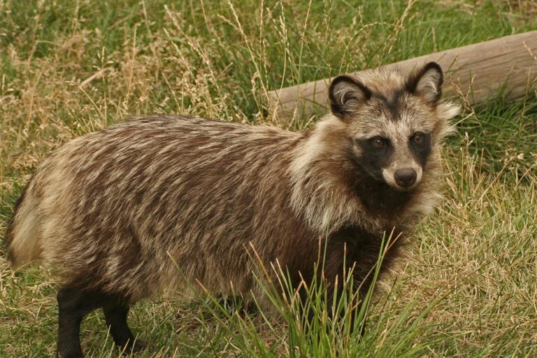 Nyestkutya · Nimród Vadászújság · ©OMVK