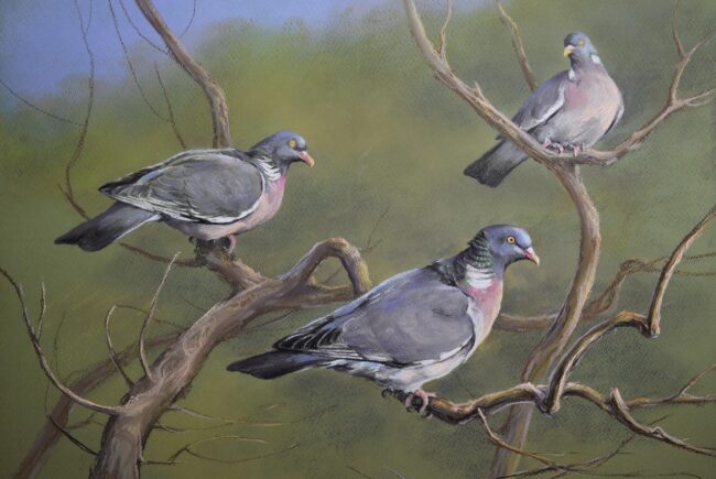 Örvös galamb · Valaczkai Erzsébet · ©OMVK