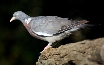 Örvös galamb · Dr. Kalotás Zsolt · ©OMVK