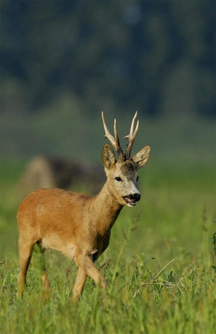 Őzbak · Blaumann Ödön · ©OMVK