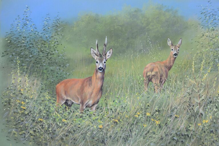 Európai őz · Valaczkai Erzsébet · ©OMVK