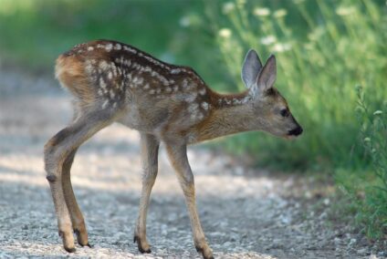 Őzgida · Blaumann Ödön · ©OMVK