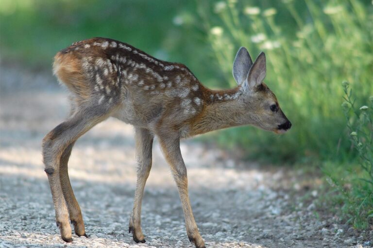 Őzgida · Blaumann Ödön · ©OMVK