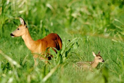 Őzsuta a gidájával · Blaumann Ödön · ©OMVK