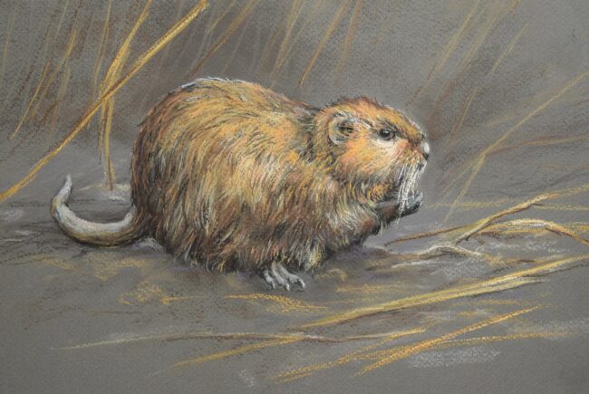 Pézsmapocok · Valaczkai Erzsébet · ©OMVK