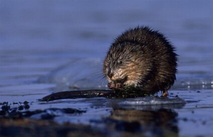 Pézsmapocok · Erlend Haarberg · ©OMVK