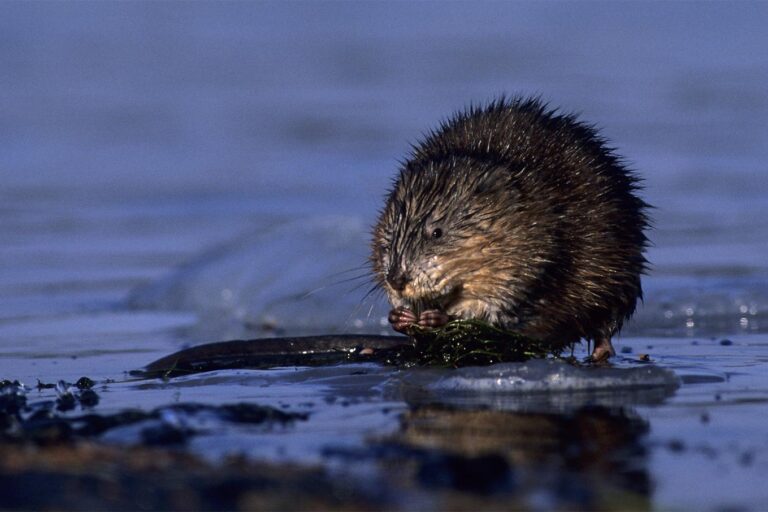 Pézsmapocok · Erlend Haarberg · ©OMVK