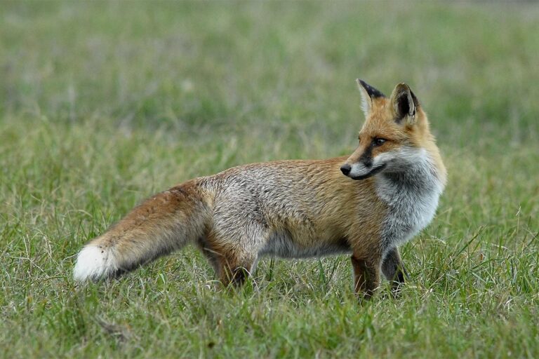 Vörös róka · Blaumann Ödön · ©OMVK