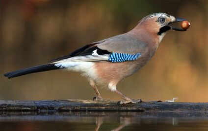 Szajkó · Dr. Kalotás Zsolt · ©OMVK