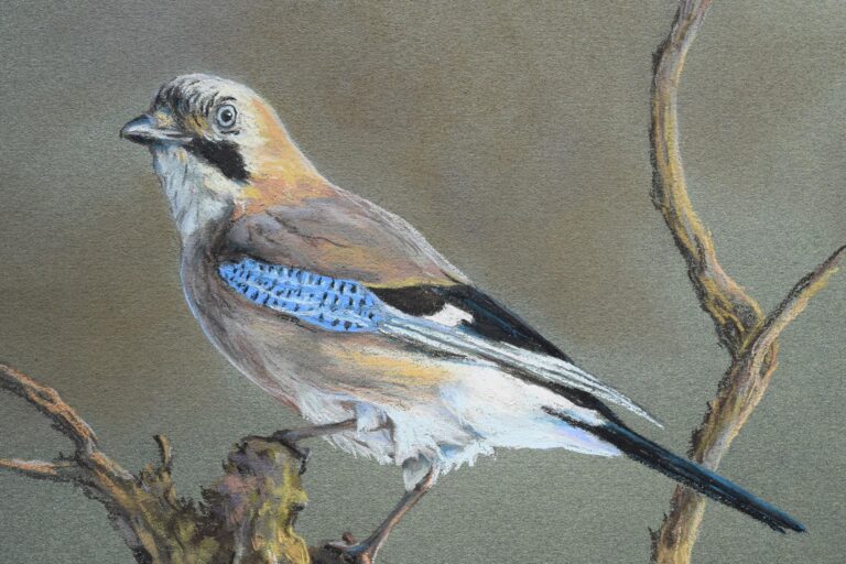 Szajkó · Valaczkai Erzsébet · ©OMVK