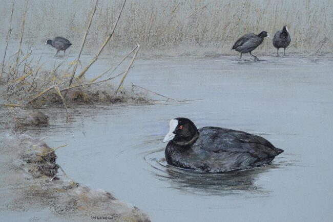 Szárcsa · Valaczkai Erzsébet · ©OMVK