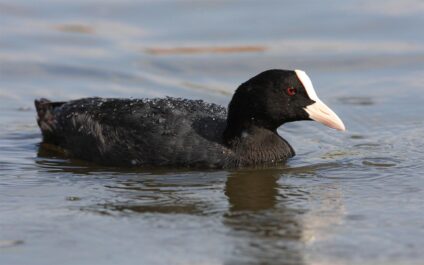 Szárcsa · Dr. Kalotás Zsolt · ©OMVK