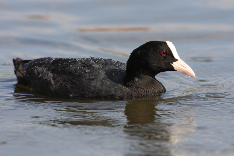 Szárcsa · Dr. Kalotás Zsolt · ©OMVK