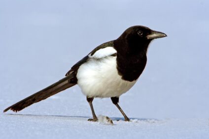 Szarka · Dr. Kalotás Zsolt · ©OMVK