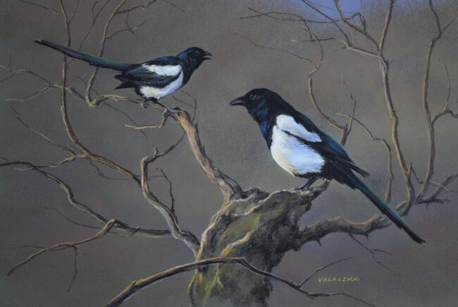 Szarka · Valaczkai Erzsébet · ©OMVK