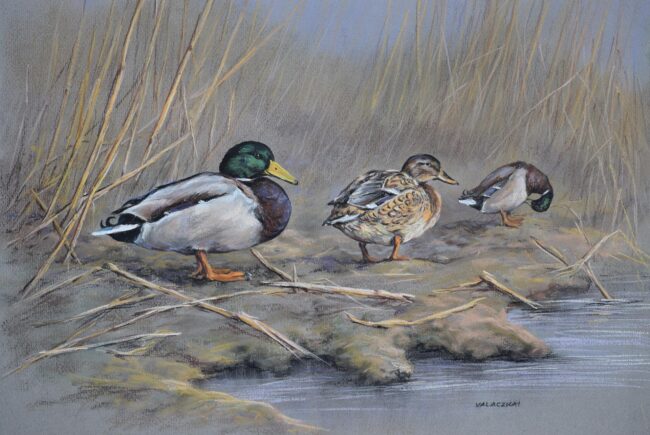 Tőkés réce · Valaczkai Erzsébet · ©OMVK