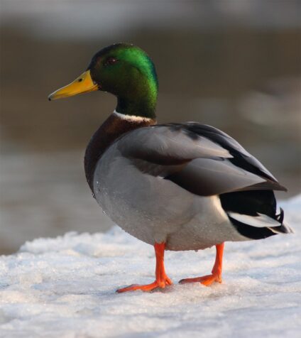 Tőkés réce gácsér · Lóki Csaba · ©OMVK