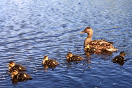 Tőkés réce tojó és a kiskacsák · Utassy György · ©OMVK