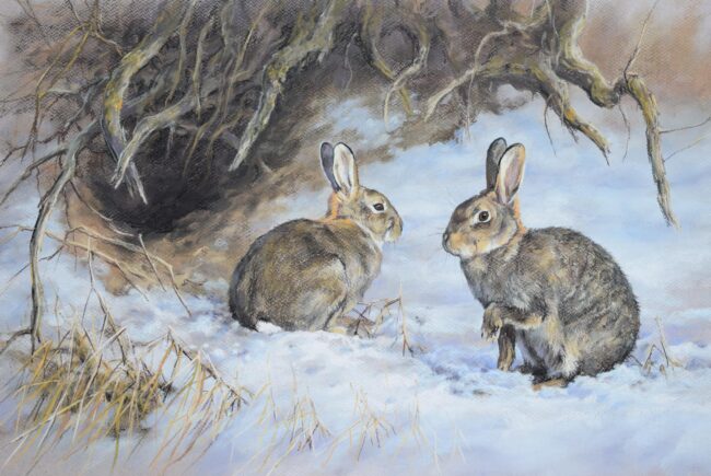 Üregi nyúl · Valaczkai Erzsébet · ©OMVK