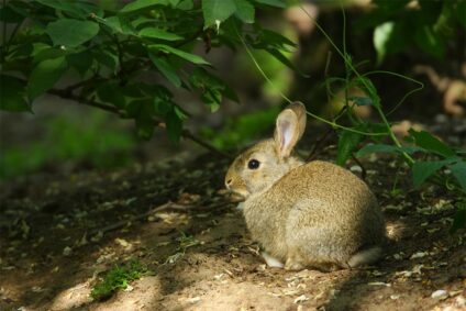 Üregi nyúl · Réti Zoltán · ©OMVK
