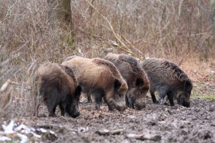 Vaddisznó süldők · Utassy György · ©OMVK