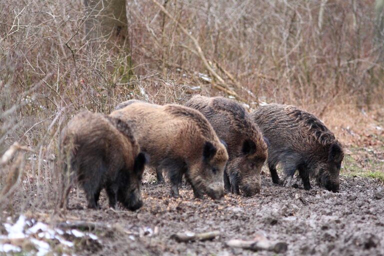 Vaddisznó süldők · Utassy György · ©OMVK