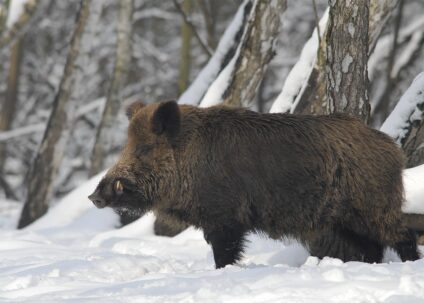 Vaddisznó kan · Blaumann Ödön · ©OMVK