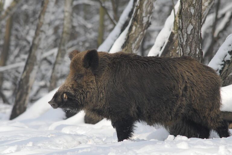 Vaddisznó kan · Blaumann Ödön · ©OMVK