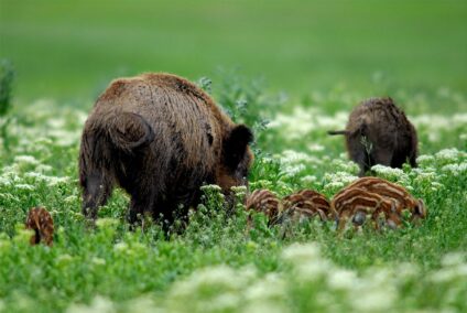 Vaddisznó koca malacokkal · Blaumann Ödön · ©OMVK