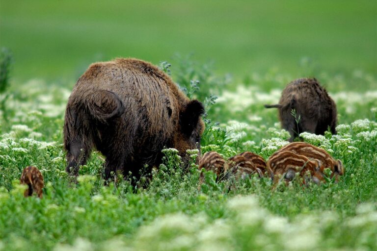 Vaddisznó koca malacokkal · Blaumann Ödön · ©OMVK