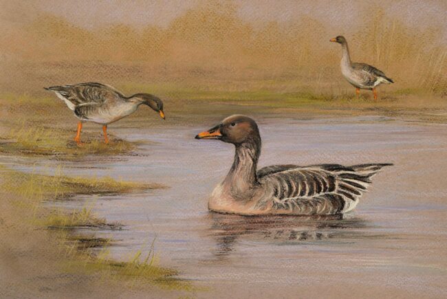 Vetési lúd · Valaczkai Erzsébet · ©OMVK