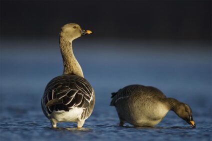 Vetési lúd · Haarberg Orsolya · ©OMVK