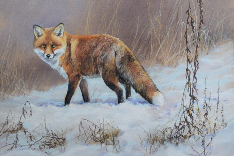 Vörös róka · Valaczkai Erzsébet · ©OMVK