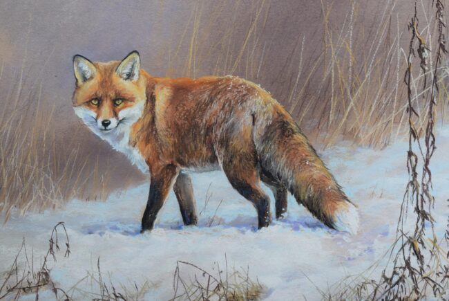 Vörös róka · Valaczkai Erzsébet · ©OMVK